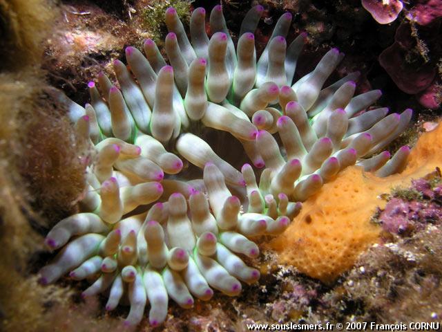Cribrinopsis crassa - anémone charnue Cribrinopsis crassa - anémone charnue