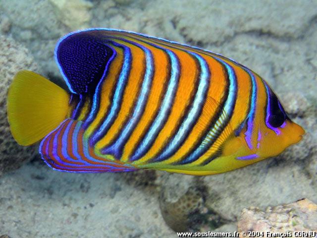 Pygoplites diacanthus - poisson-ange royal Pygoplites diacanthus - poisson-ange royal