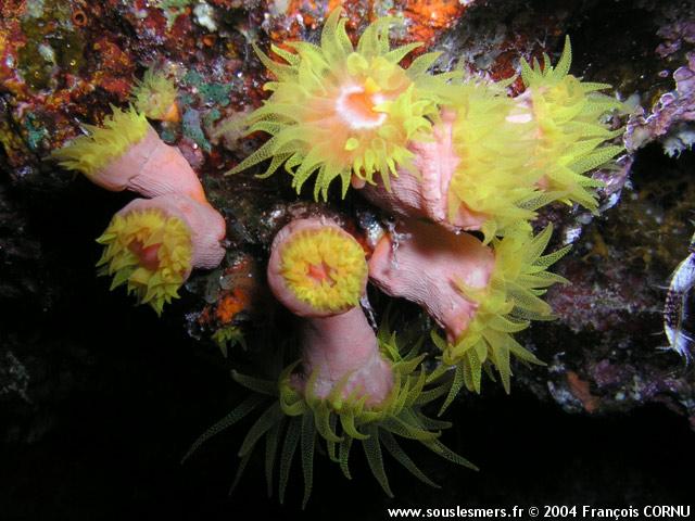 Dendrophyllia sp - corail-arbuscule Dendrophyllia sp - corail-arbuscule