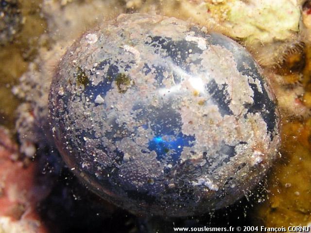 Valonia ventricosa - perle de mer Valonia ventricosa - perle de mer