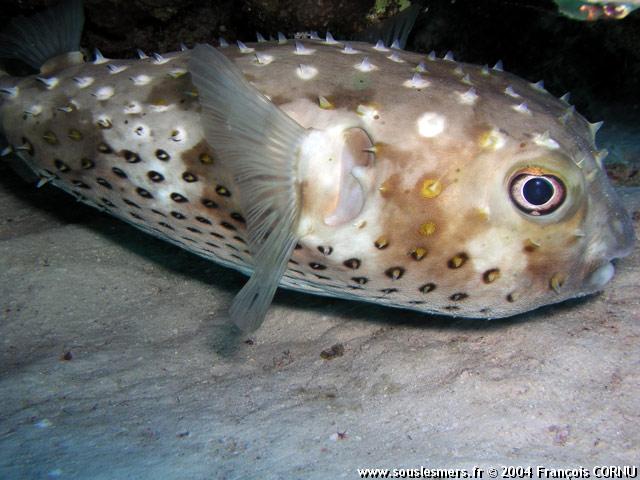 Cyclichthys spilostylus - poisson porc-épic à taches jaunes Cyclichthys spilostylus - poisson porc-épic à taches jaunes