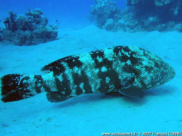 Epinephelus malabaricus - mérou malabar Epinephelus malabaricus - mérou malabar