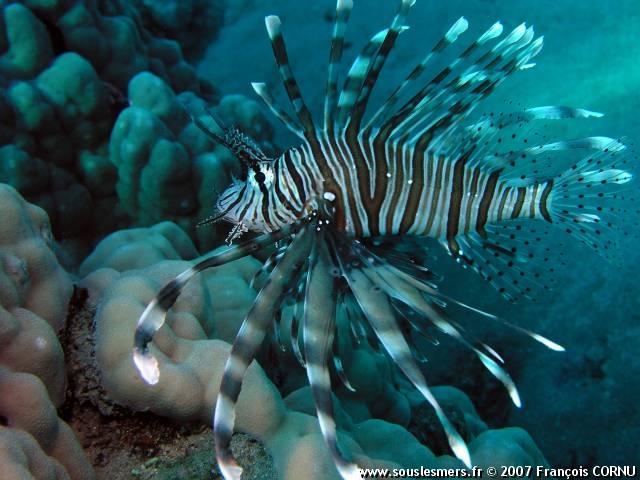 Pterois miles - rascasse volante Pterois miles - rascasse volante