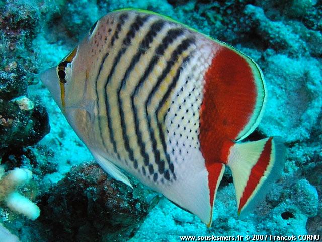 Chaetodon paucifasciatus - poisson-papillon orange Chaetodon paucifasciatus - poisson-papillon orange