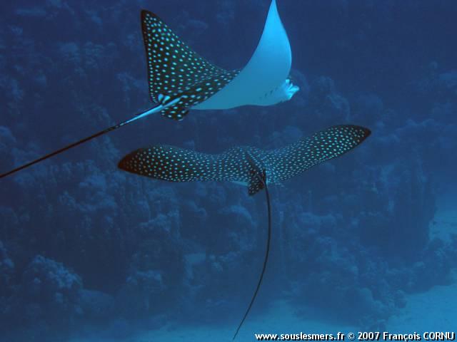 Aetobatus narinari - raie léopard Aetobatus narinari - raie léopard