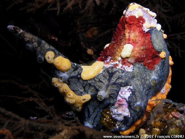 Pteria aegyptiaca - avicule Pteria aegyptiaca - avicule