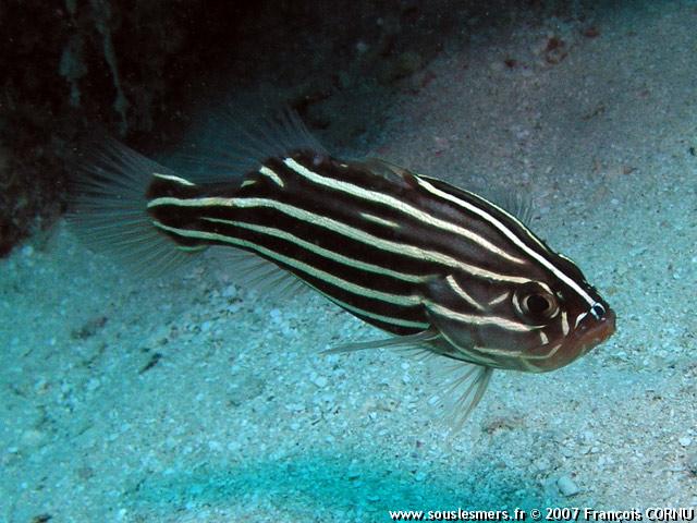 Grammistes sexlineatus - poisson savon à six lignes Grammistes sexlineatus - poisson savon à six lignes