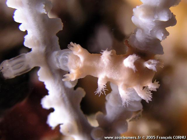 Tritonia nilsodhneri - tritonia des gorgones Tritonia nilsodhneri - tritonia des gorgones
