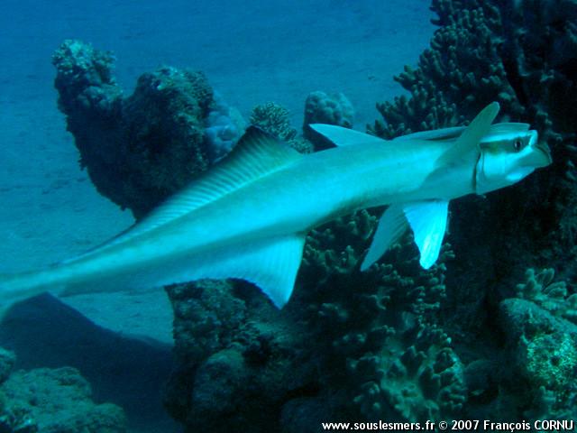 Remora remora - rémora Remora remora - rémora
