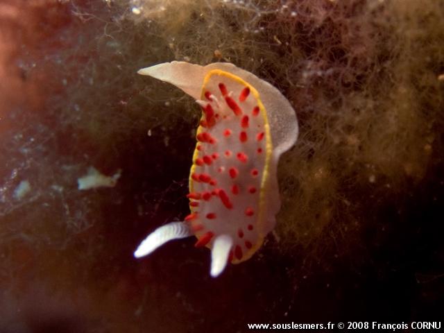 Diaphorodoris papillata - doris à papilles rouges Diaphorodoris papillata - doris à papilles rouges