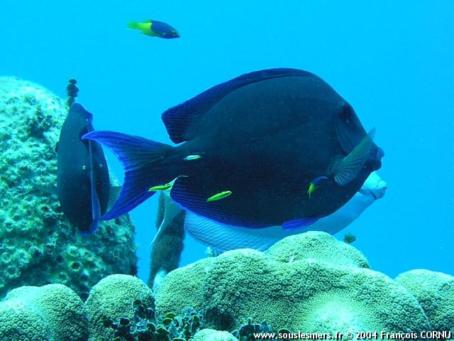 Acanthurus coeruleus - chirurgien bleu Acanthurus coeruleus - chirurgien bleu