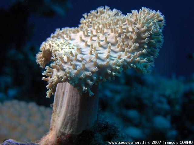 Sarcophyton sp. - sarcophyton Sarcophyton sp. - sarcophyton