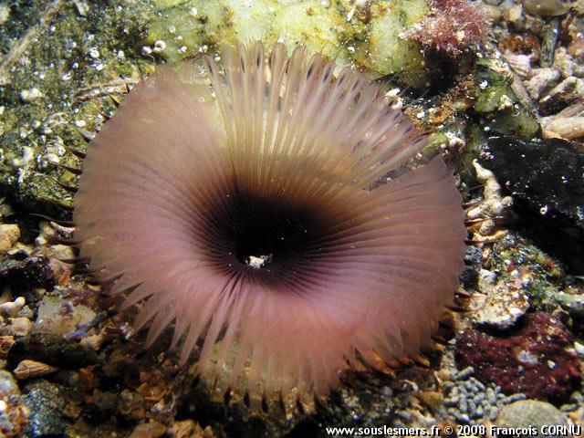 Myxicola infundibulum - myxicole Myxicola infundibulum - myxicole