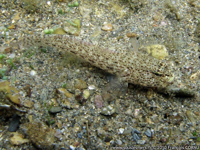 Gobius bucchichi - gobie moucheté Gobius bucchichi - gobie moucheté