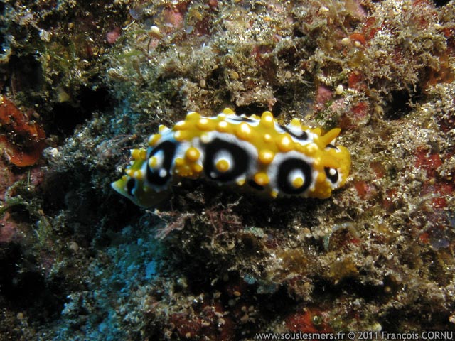 Phyllidia ocellata - phyllidie ocellée Phyllidia ocellata - phyllidie ocellée