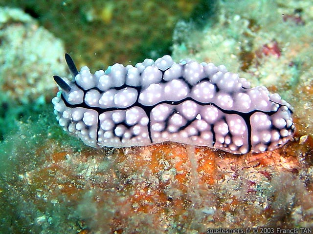 Phyllidiella lizae - phyllidie de Lize Phyllidiella lizae - phyllidie de Lize