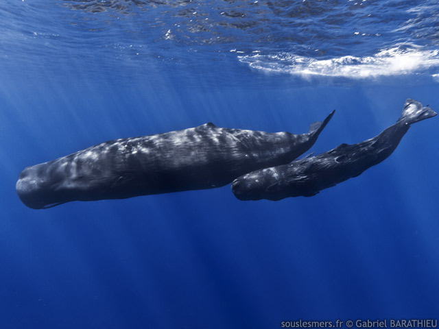 Physeter macrocephalus - cachalot Physeter macrocephalus - cachalot