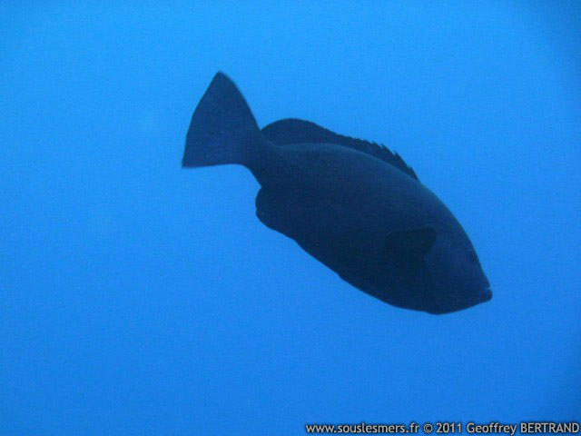 Epinephelus flavocaeruleus - mérou faraud Epinephelus flavocaeruleus - mérou faraud