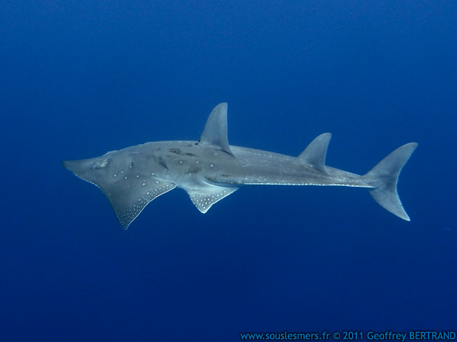 Rhynchobatus djiddensis - grande raie guitare Rhynchobatus djiddensis - grande raie guitare