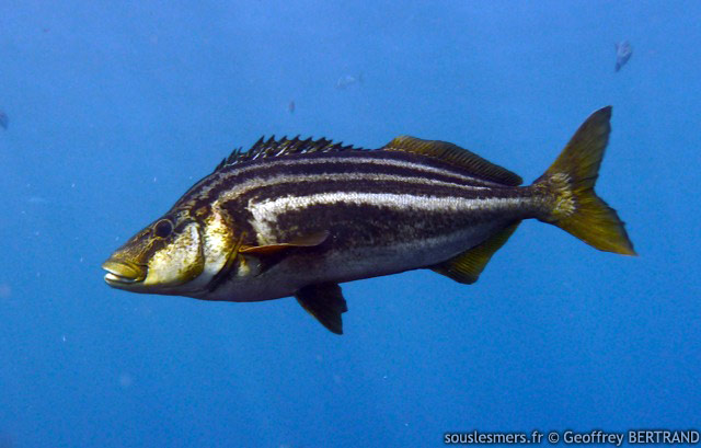 Latris lineata - fausse morue Latris lineata - fausse morue