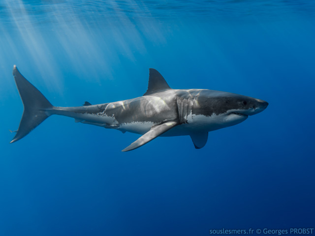 Carcharodon carcharias - grand requin blanc Carcharodon carcharias - grand requin blanc