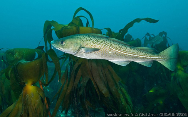 Gadus morhua - morue de l'Atlantique Gadus morhua - morue de l'Atlantique