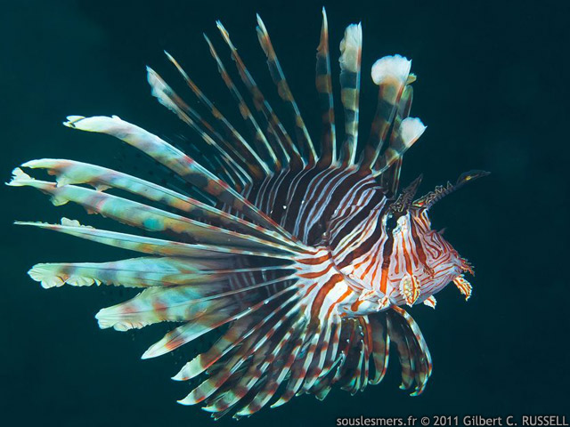Pterois volitans - rascasse volante commune Pterois volitans - rascasse volante commune