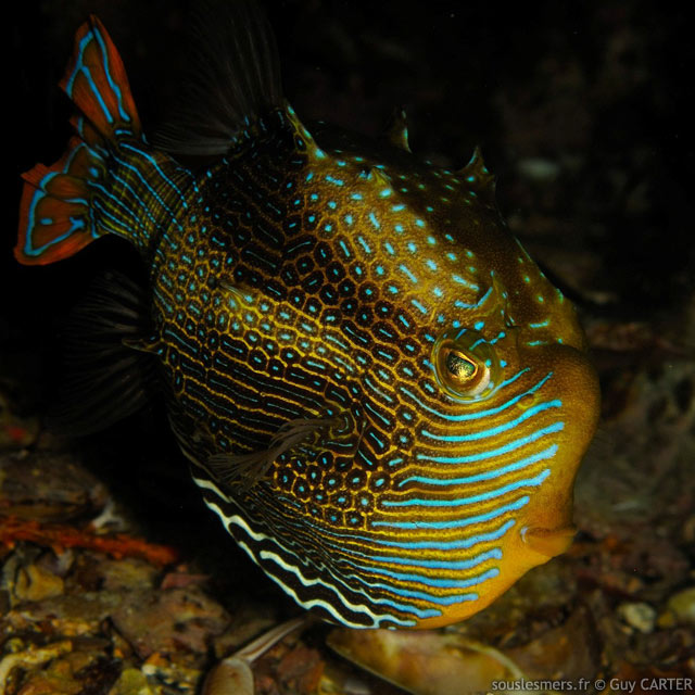 Aracana ornata - poisson-vache orné Aracana ornata - poisson-vache orné