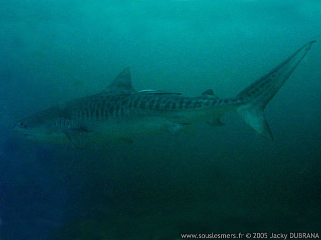 Galeocerdo cuvier - requin tigre Galeocerdo cuvier - requin tigre