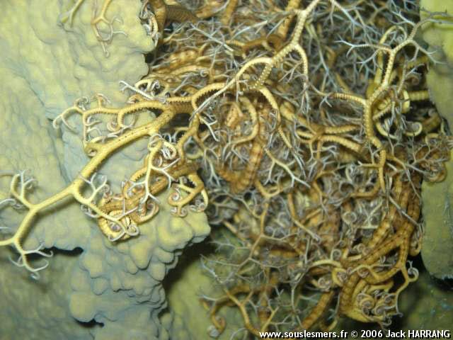 Astroboa nuda - gorgonocéphale Astroboa nuda - gorgonocéphale