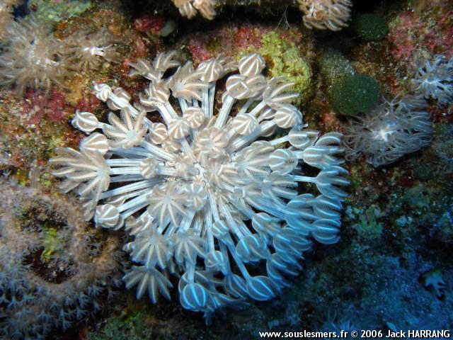 Xenia spp. - corail plume d'autruche Xenia spp. - corail plume d'autruche