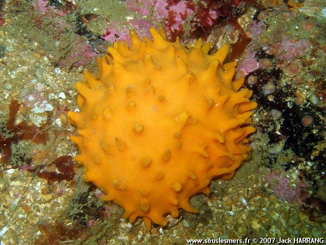 Polymastia boletiformis - éponge-mamelles jaune Polymastia boletiformis - éponge-mamelles jaune