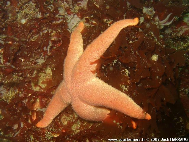 Henricia oculata - étoile de cuir Henricia oculata - étoile de cuir