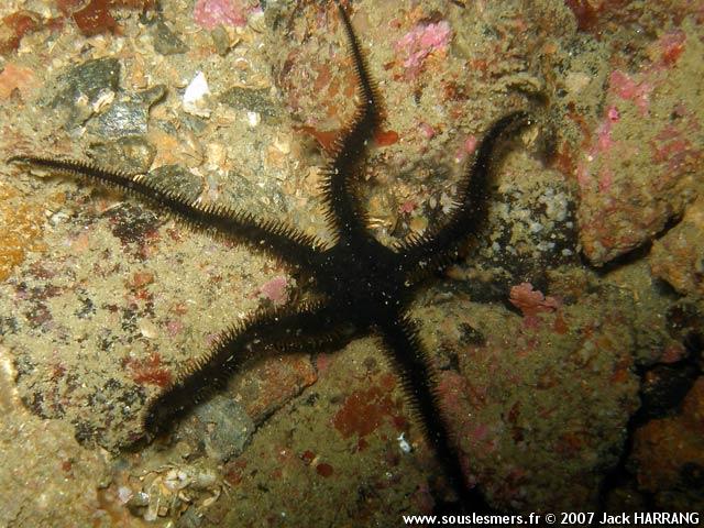 Ophiocomina nigra - ophiure noire Ophiocomina nigra - ophiure noire