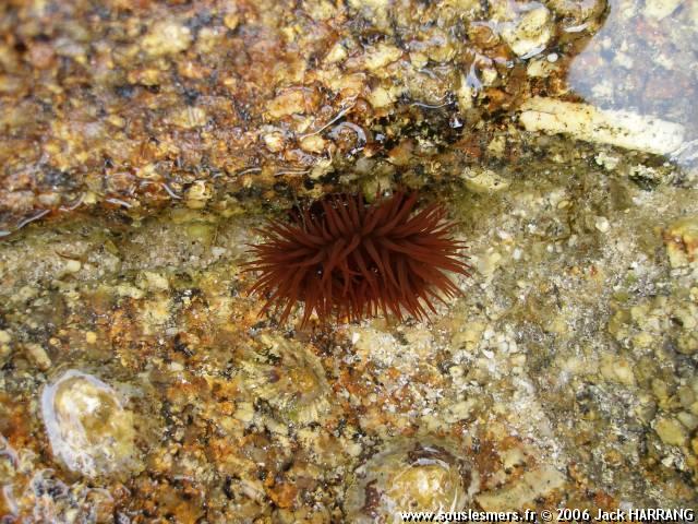 Actinia equina - actinie rouge Actinia equina - actinie rouge