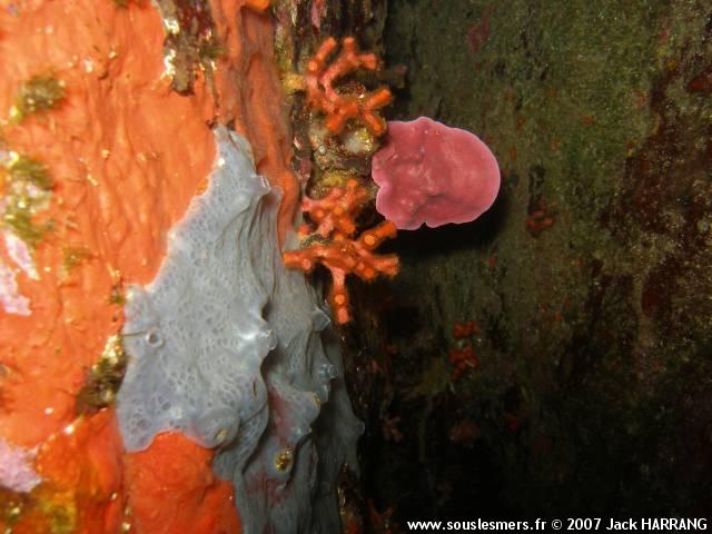 Myriapora truncata - faux corail Myriapora truncata - faux corail