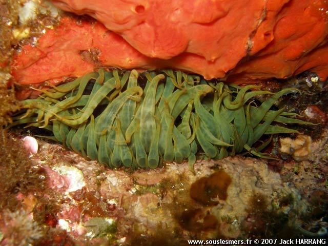 Aiptasia mutabilis - aiptasie verte Aiptasia mutabilis - aiptasie verte