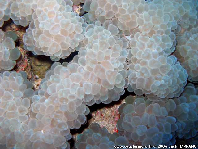 Physogyra lichtensteini - corail à bulles Physogyra lichtensteini - corail à bulles