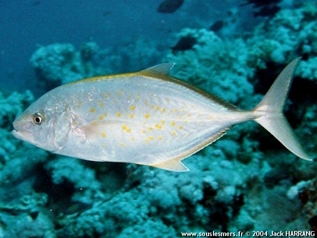 Carangoides bajad - carangue à points orange Carangoides bajad - carangue à points orange