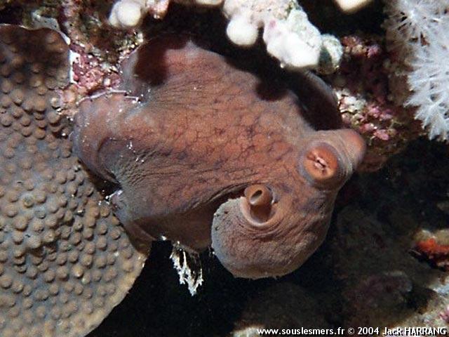 Octopus cyanea - poulpe de récif commun Octopus cyanea - poulpe de récif commun