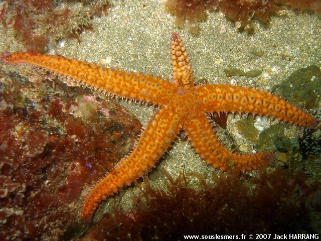Marthasrerias glacialis - étoile de mer glaciaire Marthasrerias glacialis - étoile de mer glaciaire
