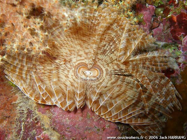 Sabellastarte spectabilis - sabelle indienne Sabellastarte spectabilis - sabelle indienne