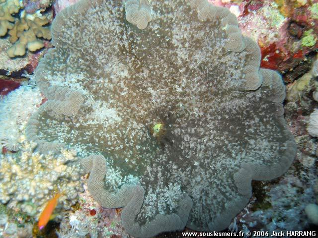 Cryptodendrum adhaesivum - anémone adhésive Cryptodendrum adhaesivum - anémone adhésive