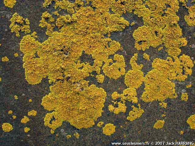 Xanthoria parietina - lichen encroûtant jaune Xanthoria parietina - lichen encroûtant jaune