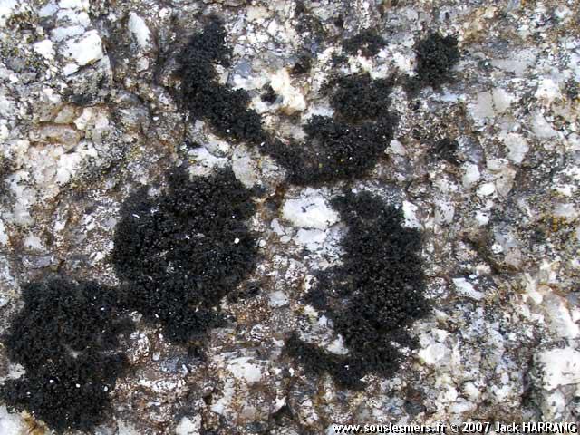 Lichina pygmaea - lichen pygmée Lichina pygmaea - lichen pygmée
