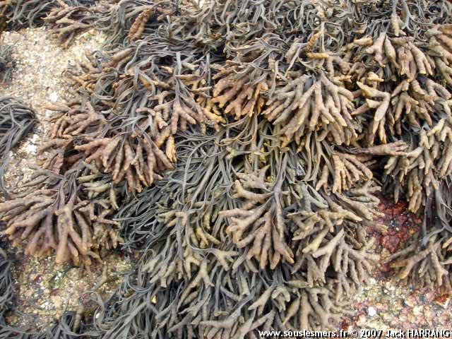 Pelvetia canaliculata - pelvétie Pelvetia canaliculata - pelvétie