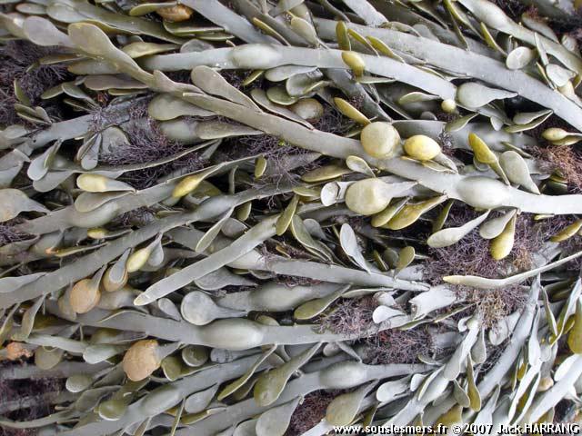 Ascophyllum nodosum - ascophylle noueux Ascophyllum nodosum - ascophylle noueux