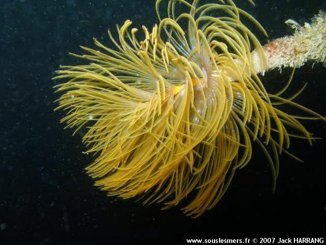 Sabella (spirographis) spallanzanii - spirographe Sabella (spirographis) spallanzanii - spirographe
