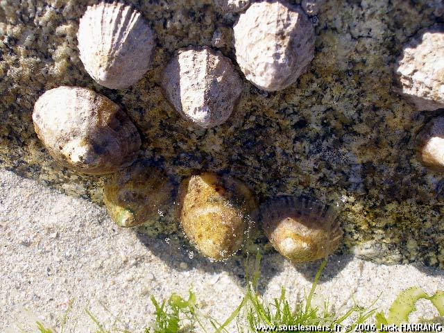 Patella vulgata - patelle commune Patella vulgata - patelle commune