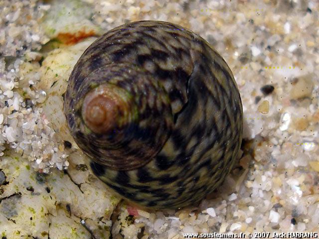 Gibbula cineraria - troque cendré Gibbula cineraria - troque cendré